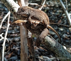 Anolis jubar santamariae