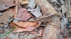 Anolis jubar santamariae
