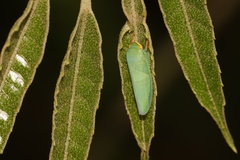Batracomorphus
