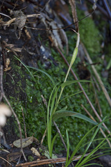 Pterostylis banksii