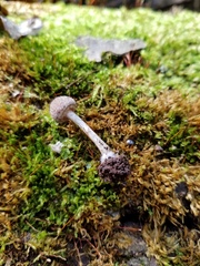 Cystoagaricus