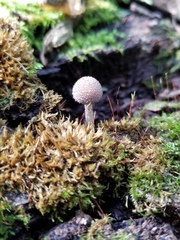 Cystoagaricus