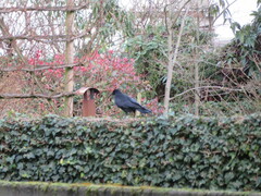 Corvus corone