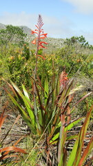 Watsonia tabularis