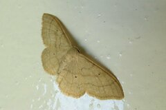Idaea straminata