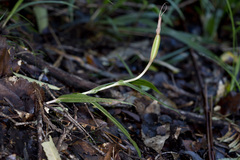 Pterostylis banksii