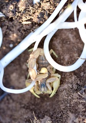 Buthus