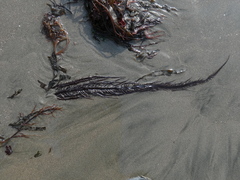 Chondracanthus chamissoi