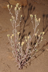 Chaenactis douglasii douglasii