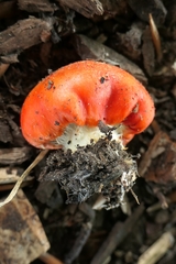 Leratiomyces erythrocephalus
