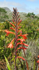 Watsonia tabularis