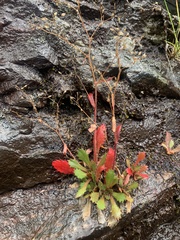 Micranthes petiolaris