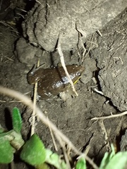 Elachistocleis bicolor