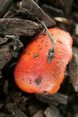 Leratiomyces erythrocephalus