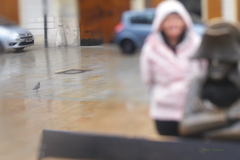 Columba livia domestica