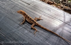Anolis jubar santamariae