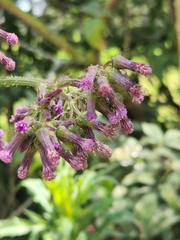 Erechtites valerianifolius
