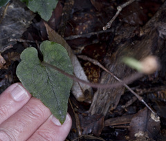 Corybas acuminatus