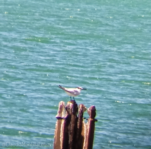Sandwich Tern