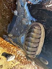 Ischnochiton australis