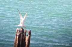 Thalasseus sandvicensis