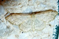Idaea aversata