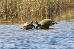 Pseudemys peninsularis