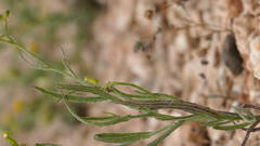 Senecio longicollaris