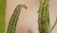 Senecio longicollaris