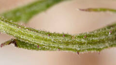 Senecio longicollaris