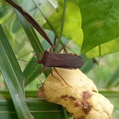 Anasa varicornis