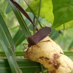 Anasa varicornis
