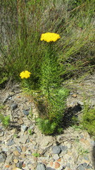 Hymenolepis crithmifolia