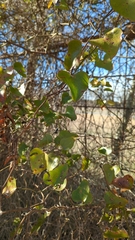 Smilax bona-nox