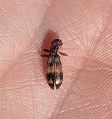 Cymatodera undulata