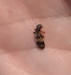 Cymatodera undulata