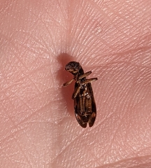 Cymatodera undulata