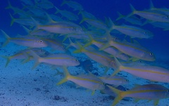 Mulloidichthys dentatus