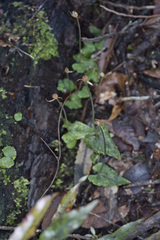 Corybas acuminatus