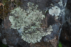 Arctoparmelia centrifuga