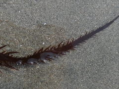 Chondracanthus chamissoi