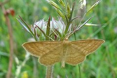 Idaea ochrata