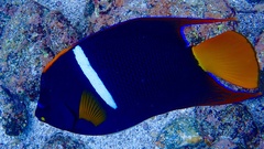 Holacanthus passer
