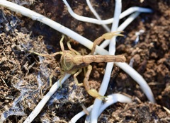 Buthus