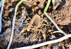 Buthus