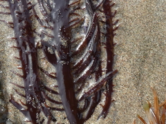 Chondracanthus chamissoi