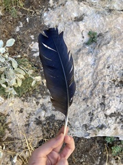 Corvus corax laurencei