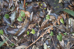 Corybas acuminatus