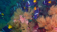 Holacanthus passer