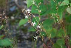 Silene tatarica